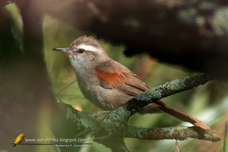 Curutié blanco (Stripe-crowned Spinetail)