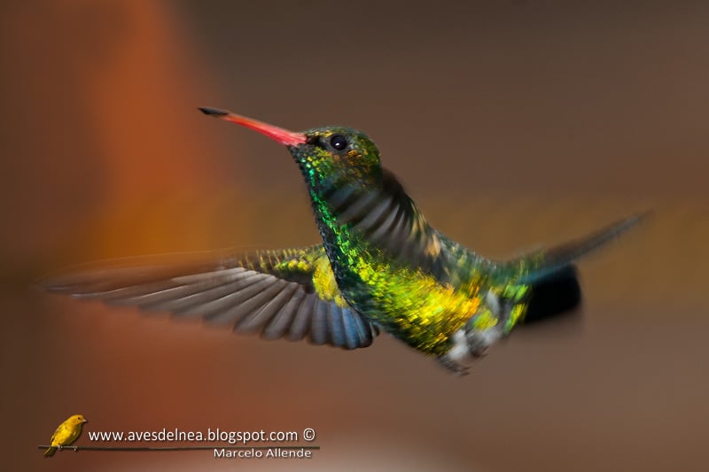 Picaflor común (Glittering-bellied Emerald)