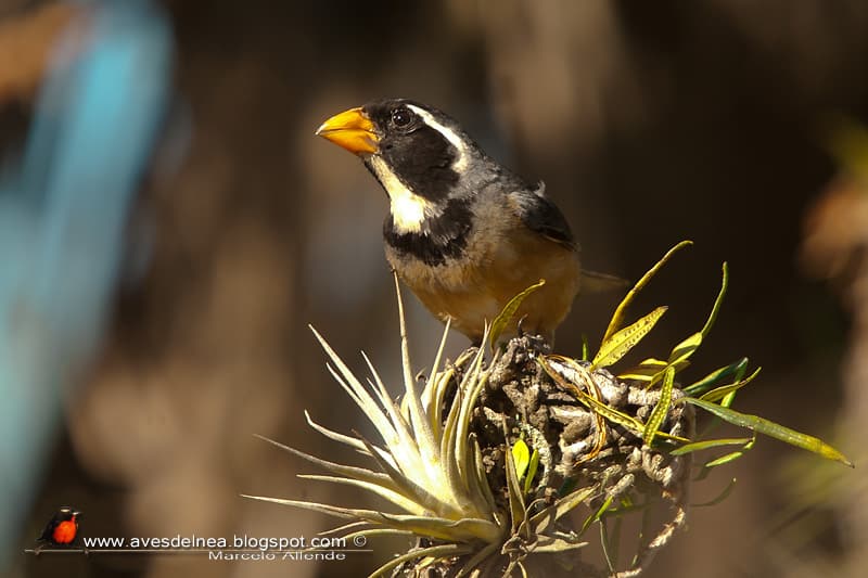 Pepitero de collar (Golden-billed Saltator)