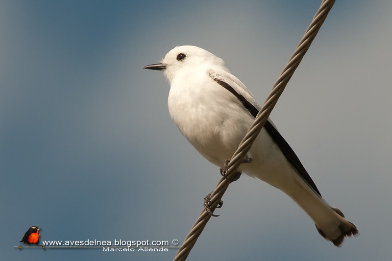 Monjita blanca (White Monjita)