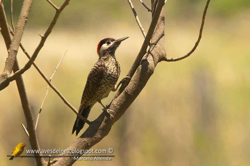 Carpintero real (Green-barred Woodpecker)