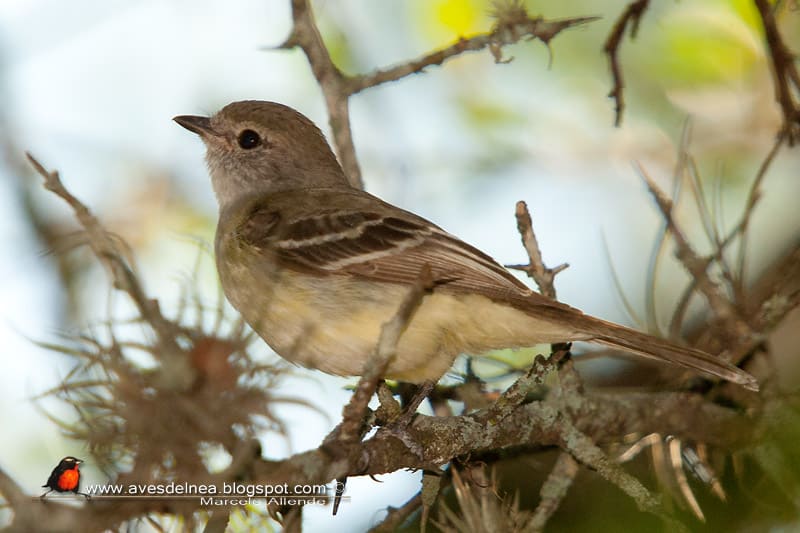 Suirirí pico corto (Southern Scrub-Flycatcher)