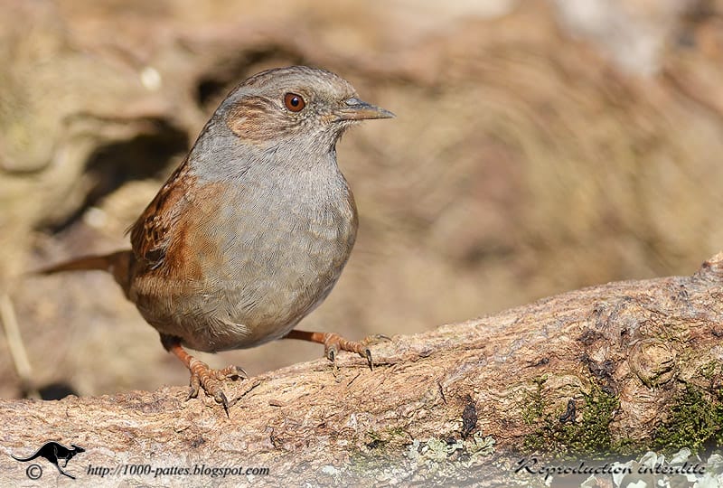 The Dunnock or Hedge Accentor