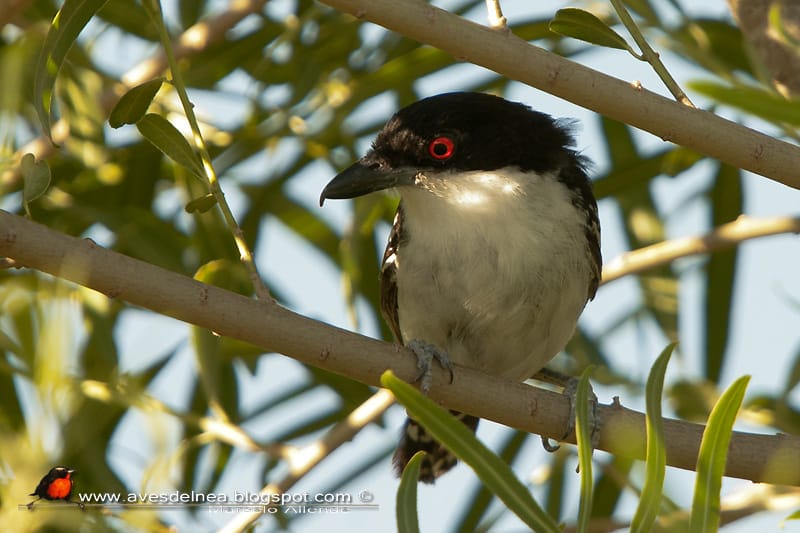 Chororó (Great antshrike)