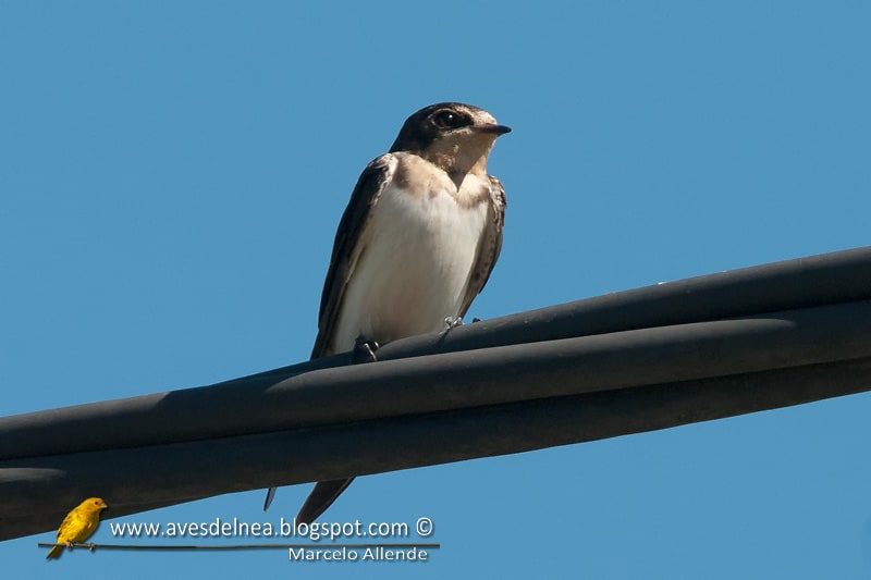 Golondrina ceja blanca (White-rumped Swallow)