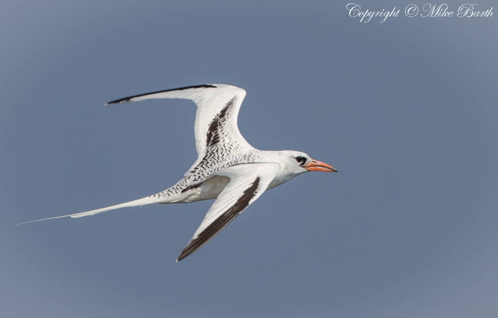 Red-Billed Tropicbirds on Qarnein Island