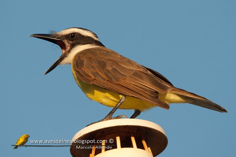 Benteveo gritón (Loud Great Kiskadee)