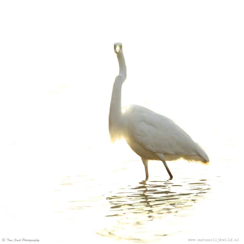 Grote Zilverreiger