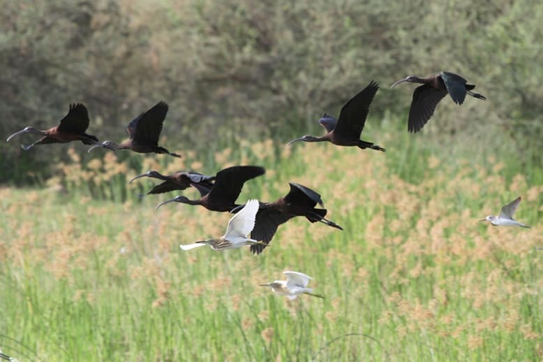 The heron family near Jizan