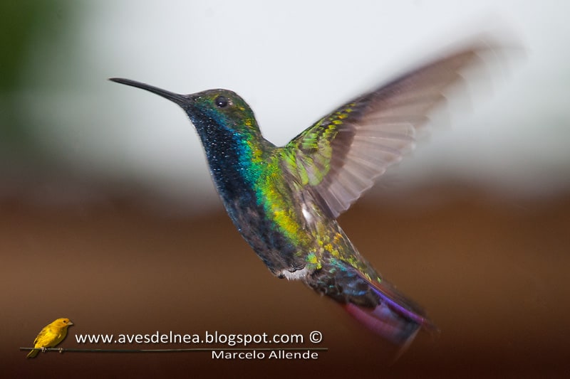 Picaflor vientre negro (Black-throated mango)