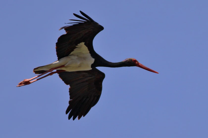 A Morning’s Birding in January