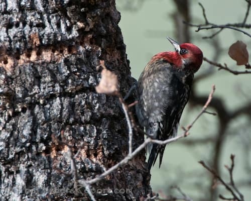 A Red-breasted Sapsucker Drilling Sap Wells