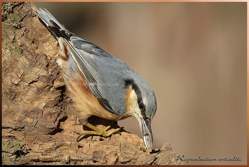 The Eurasian Nuthatch