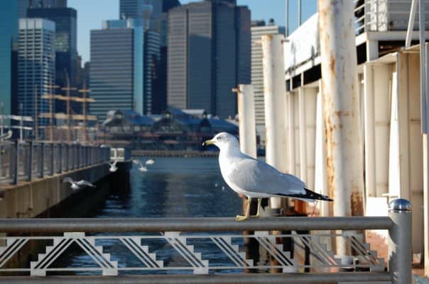 Ring-billed gull eats pizza