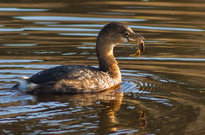 Pied-billed Grebe with Crab