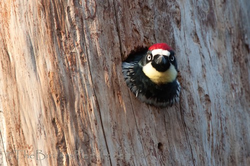 OK, So I Started a 2013 Bird Year List