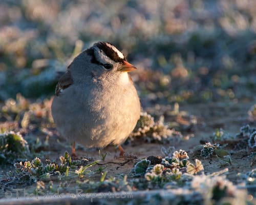 Do You Enjoy Our National Wildlife Refuges?