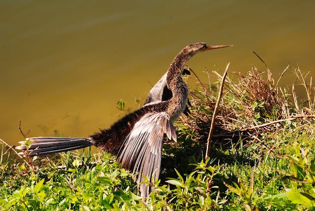 Anhinga feast in Venice, Florida