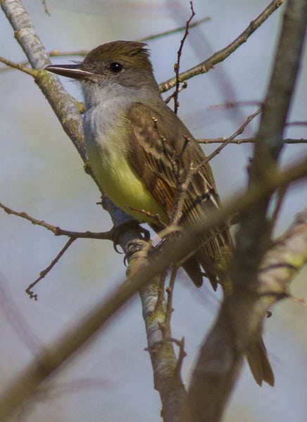 Brown-crested Flycatcher at Lake Apopka, 1/26/2013