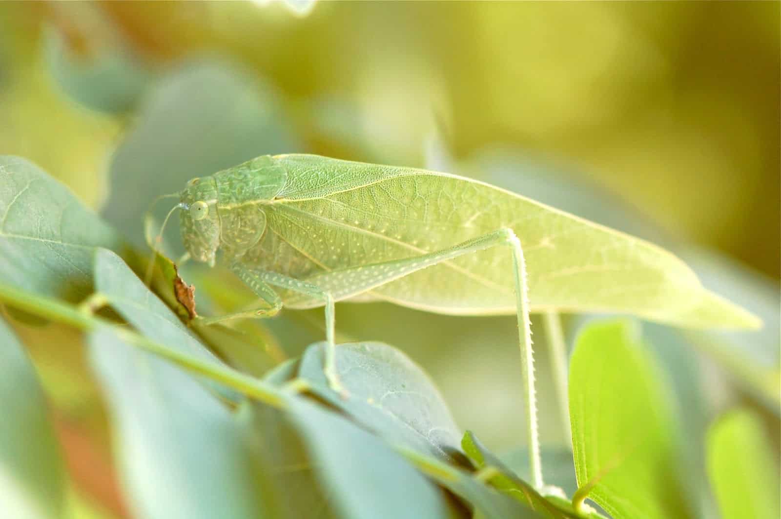 Katydid!