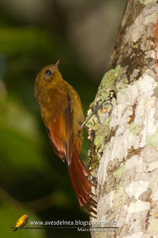 Tarefero (Olivaceous Woodcreeper)