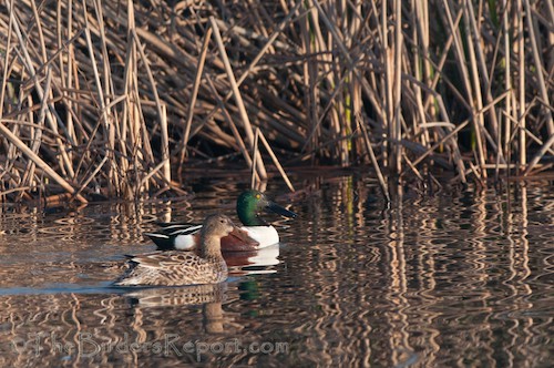 A Closer Look at the Northern Shoveler