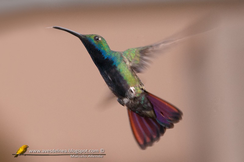 Picaflor vientre negro (Black-throated Mango)