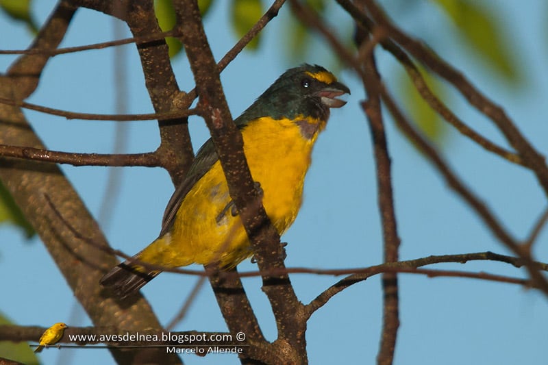 Tangará picudo (Green-chined Euphonia)