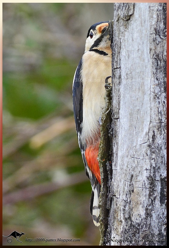 Great Spotted Woodpecker male