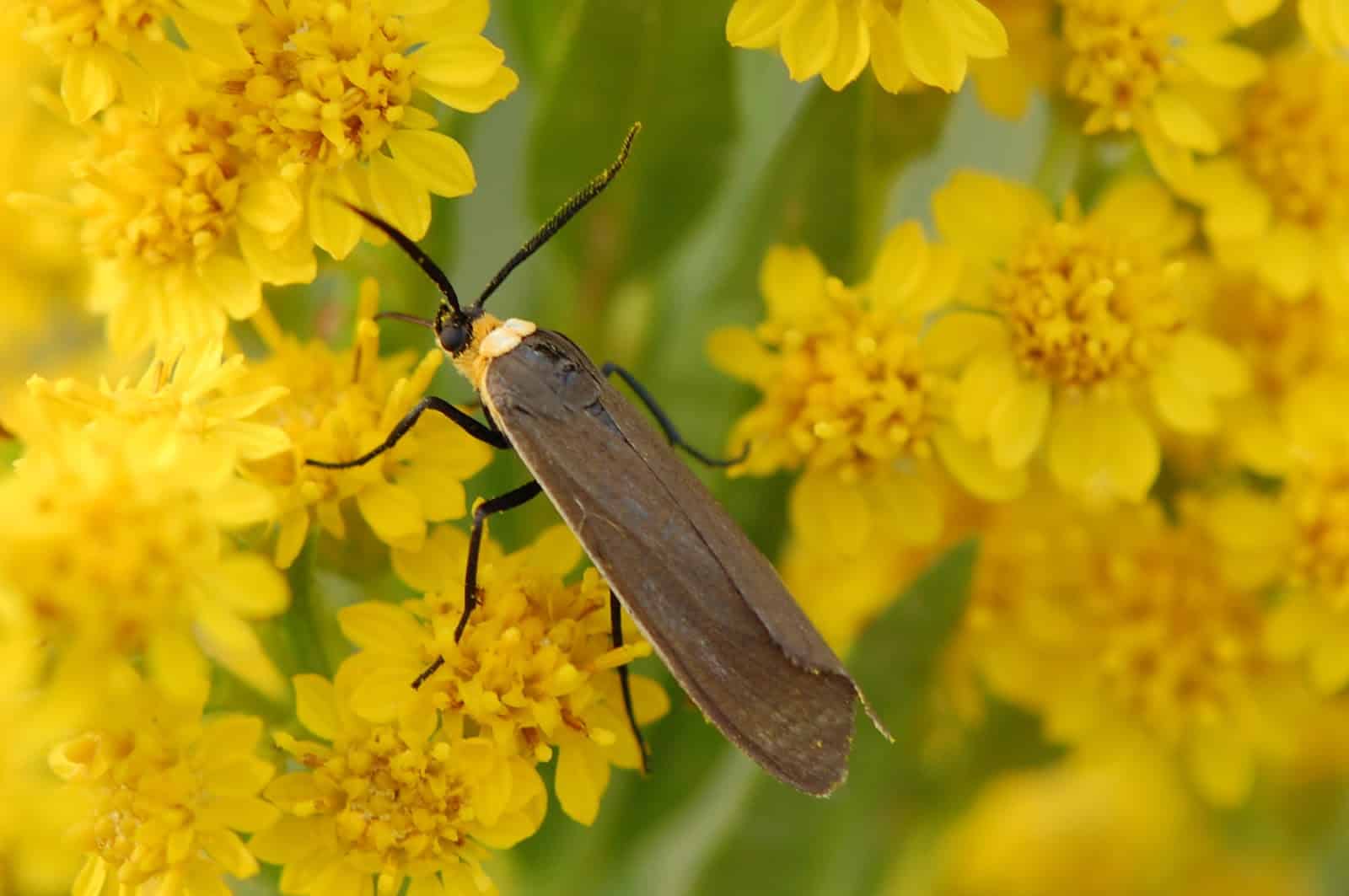 Meet the Yellow-collared Scape Moth