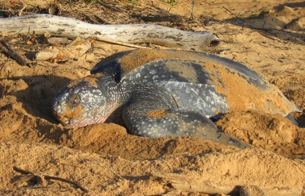 Leatherback sea turtles suffer 78 percent decline at critical nesting sites in Pacific