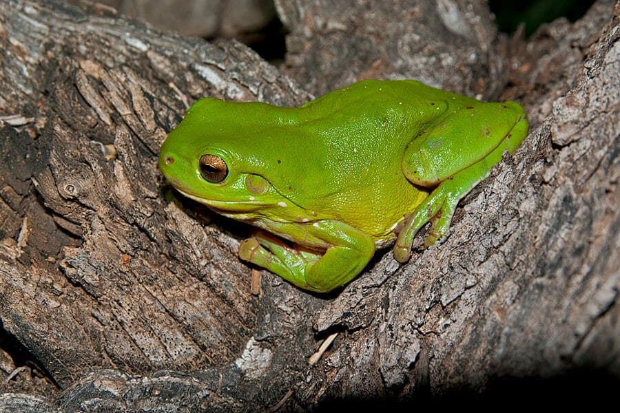 Hidden in plain sight – Frogs and other wildlife of the Watagan Mountains