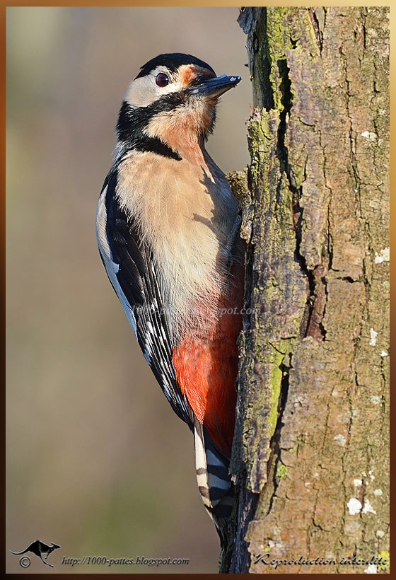 The Great spotted woodpecker