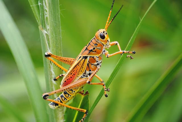 Eastern Lubber Grasshopper (Romalea microptera) | Focusing on Wildlife