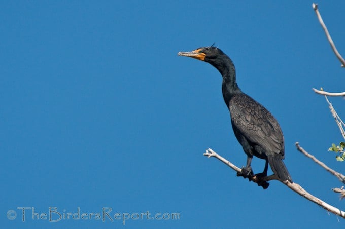 Double-crested Cormorants