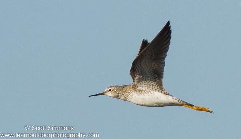 Lesser Yellowlegs