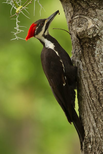 Pileated Woodpecker Serendipidy