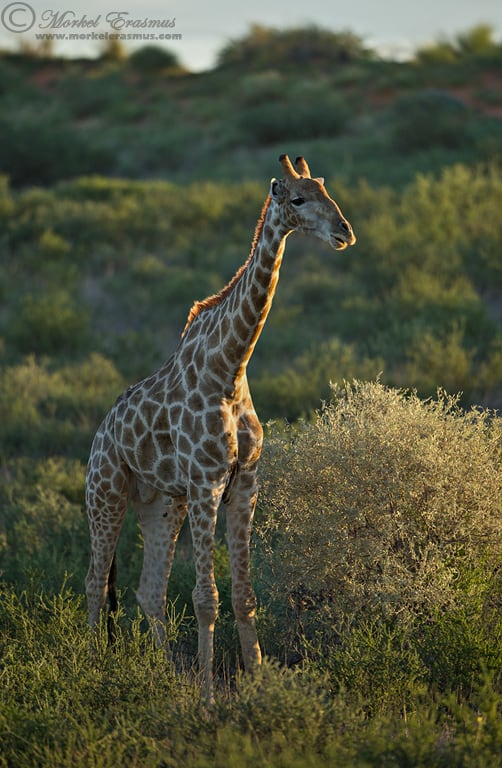 PhotoShare: Kissed by the Sun