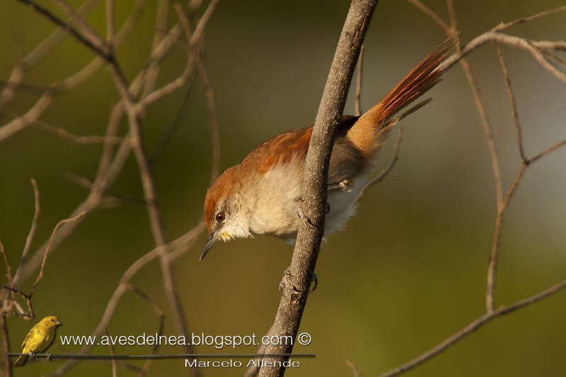 Curutié colorado (Yellow-throated Spinetail)