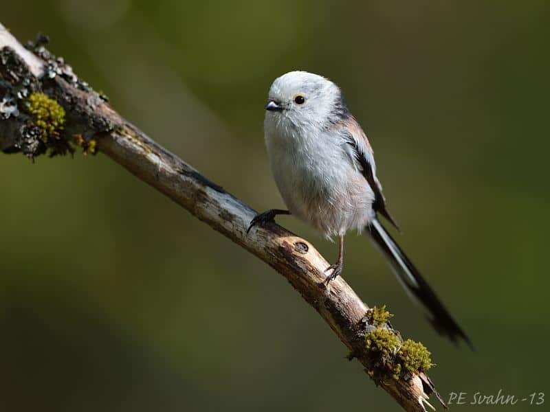 Stjärtmes | Focusing on Wildlife