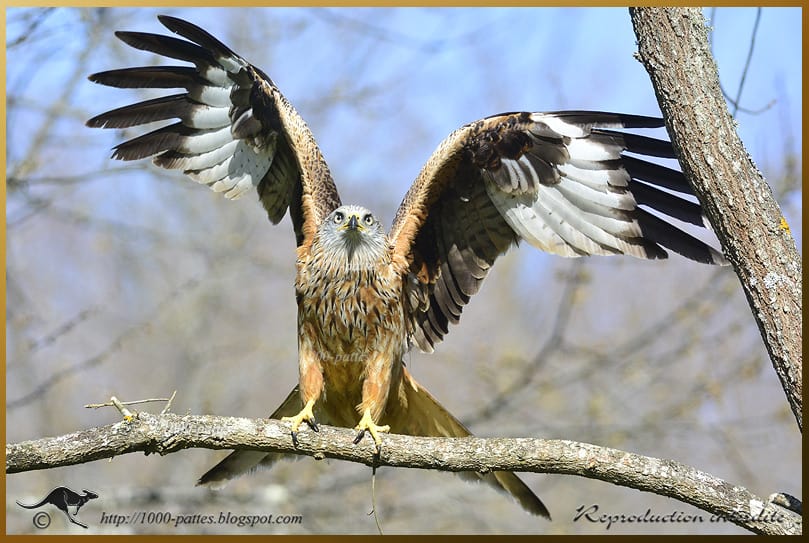 Red kite showing off