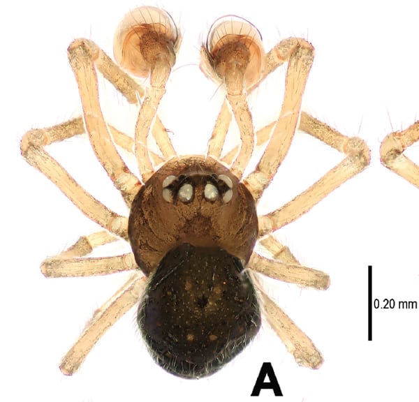 Scientists discover two mini-spiders in China (photos)