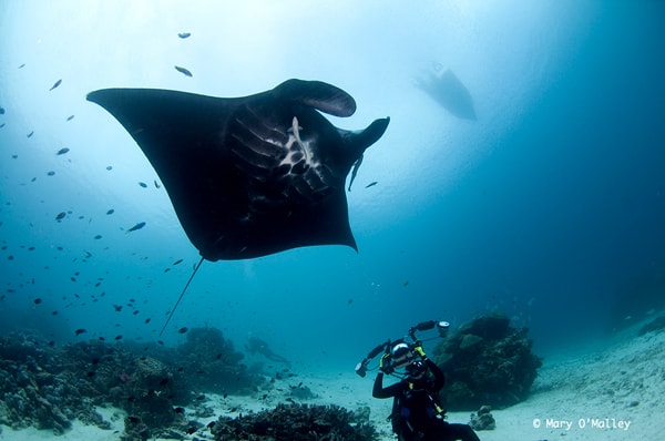 Manta ray tourism worth 28 times more than killing them for Traditional Chinese Medicine