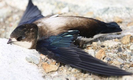Let’s not martyr the white-throated needletail to the anti-wind cause