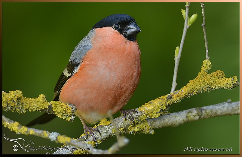 Common bullfinch