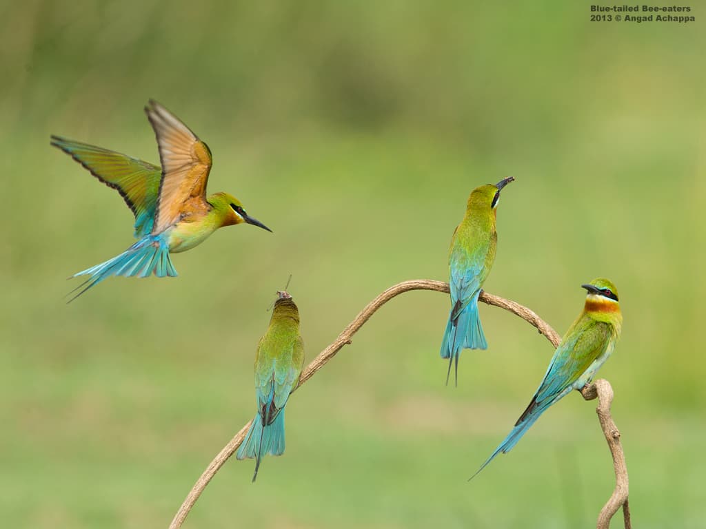 Where Do I Land? – Blue-tailed Bee-eaters