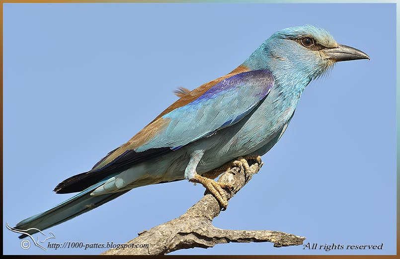 European Rollers