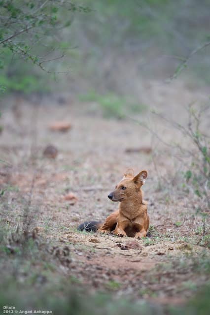 Dhole – Indian Wild Dog