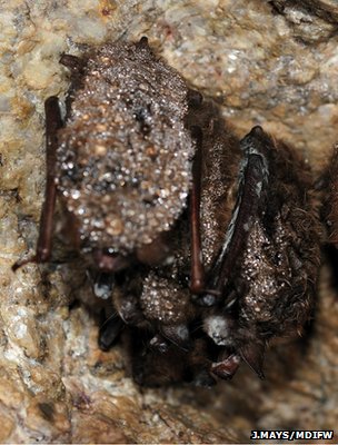Bat killing WNS fungus confirmed in Arkansas