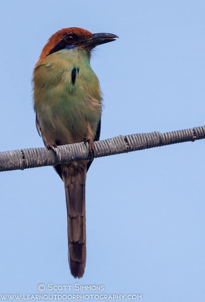 Acapulco Birds